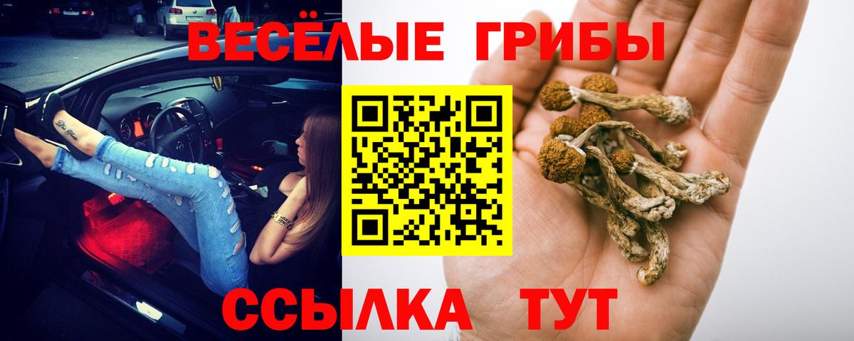 Галлюциногенные грибы мицелий  Вход с VPN  Северск  купить наркоту  Галлюциногенные грибы Psilocybe 